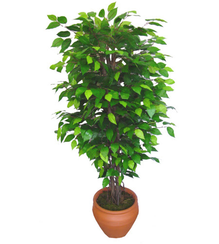 Ficus Benjamin 1,50 cm   Ktahya iek sat 