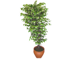 Ficus zel Starlight 1,75 cm   Ktahya iek gnderme sitemiz gvenlidir 