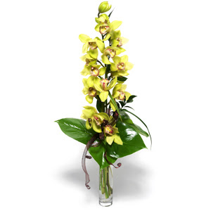  Ktahya online iek gnderme sipari  cam vazo ierisinde tek dal canli orkide