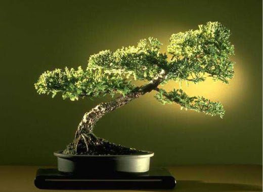 ithal bonsai saksi iegi  Ktahya iek maazas , ieki adresleri 