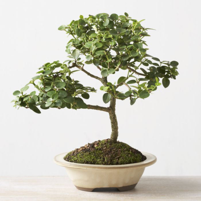 ithal bonsai saksi iegi  Ktahya ucuz iek gnder 