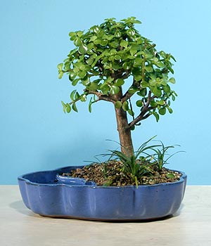 ithal bonsai saksi iegi  Ktahya yurtii ve yurtd iek siparii 