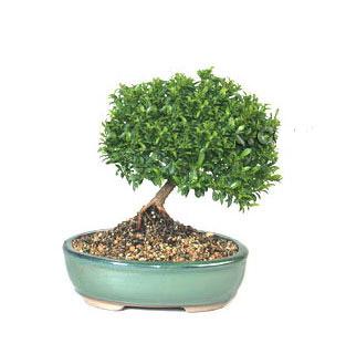 ithal bonsai saksi iegi  Ktahya iek yolla 