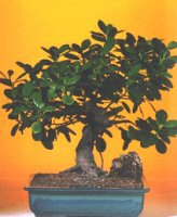  Ktahya 14 ubat sevgililer gn iek  ithal bonsai saksi iegi  Ktahya online ieki , iek siparii 