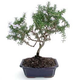 ithal bonsai saksi iegi  Ktahya 14 ubat sevgililer gn iek 