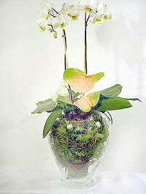  Ktahya anneler gn iek yolla  Cam yada mika vazoda zel orkideler