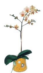  Ktahya nternetten iek siparii  Phalaenopsis Orkide ithal kalite