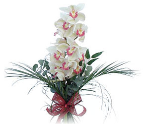  Ktahya kaliteli taze ve ucuz iekler  Dal orkide ithal iyi kalite