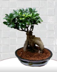 saks iei japon aac bonsai  Ktahya iek siparii sitesi 