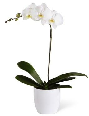 1 dall beyaz orkide  Ktahya ieki telefonlar 