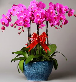 7 dall mor orkide  Ktahya ucuz iek gnder 
