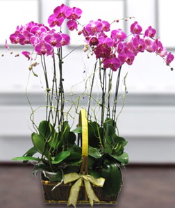 4 dall mor orkide  Ktahya internetten iek sat 