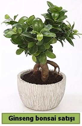 Ginseng bonsai japon aac sat  Ktahya 14 ubat sevgililer gn iek 