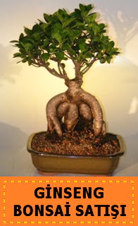 Ginseng bonsai sat japon aac  Ktahya iek gnderme sitemiz gvenlidir 