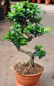 Orta boy bonsai saks bitkisi  Ktahya online ieki , iek siparii 
