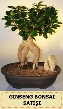 thal Ginseng bonsai sat japon aac  Ktahya kaliteli taze ve ucuz iekler 