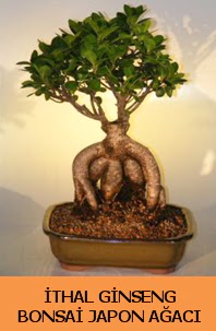 thal japon aac ginseng bonsai sat  Ktahya online iek gnderme sipari 