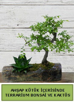 Ahap ktk bonsai kakts teraryum  Ktahya online ieki , iek siparii 