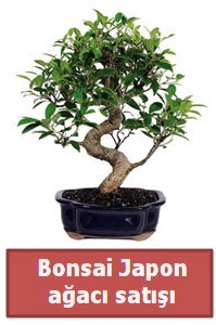 Japon aac bonsai sat  Ktahya kaliteli taze ve ucuz iekler 