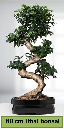 80 cm özel saksıda bonsai bitkisi  Kütahya 14 şubat sevgililer günü çiçek 