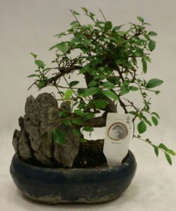 thal 1.ci kalite bonsai japon aac  Ktahya anneler gn iek yolla 