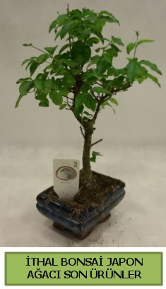 thal bonsai japon aac bitkisi  Ktahya iek , ieki , iekilik 