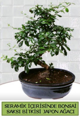 Seramik vazoda bonsai japon aac bitkisi  Ktahya kaliteli taze ve ucuz iekler 