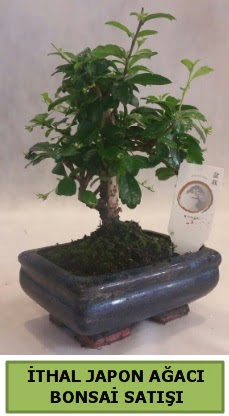 thal japon aac bonsai bitkisi sat  Ktahya 14 ubat sevgililer gn iek 
