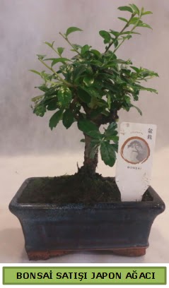 Minyatr bonsai aac sat  Ktahya uluslararas iek gnderme 