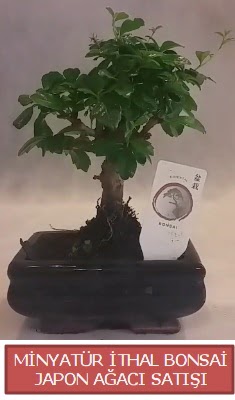 Kk grsel bonsai japon aac bitkisi  Ktahya hediye sevgilime hediye iek 