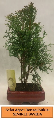 Selvi aac bonsai japon aac bitkisi  Ktahya anneler gn iek yolla 