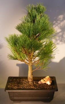 am aac japon aac bitkisi bonsai  Ktahya 14 ubat sevgililer gn iek 