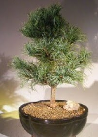 am aac bonsai bitkisi sat  Ktahya iek online iek siparii 