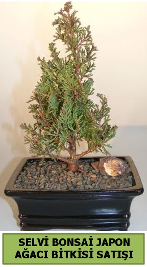 Selvi am japon aac bitkisi bonsai  Ktahya 14 ubat sevgililer gn iek 
