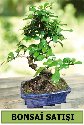 am bonsai japon aac sat  Ktahya anneler gn iek yolla 