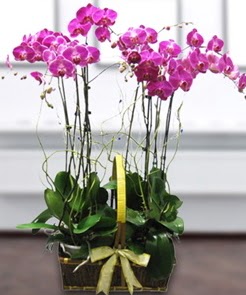 7 dall mor lila orkide  Ktahya cicek , cicekci 