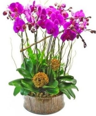 Ahap ktkte lila mor orkide 8 li  Ktahya gvenli kaliteli hzl iek 
