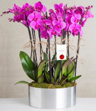 11 dall mor orkide metal vazoda  Ktahya cicek , cicekci 