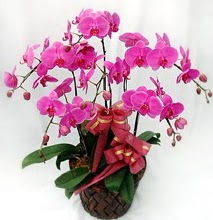 Sepet ierisinde 5 dall lila orkide  Ktahya iek online iek siparii 