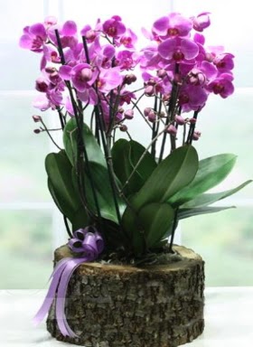 Ktk ierisinde 6 dall mor orkide  Ktahya iek online iek siparii 