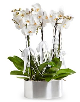 Be dall metal saksda beyaz orkide  Ktahya cicekciler , cicek siparisi 