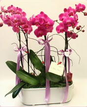 Beyaz seramik ierisinde 4 dall orkide  Ktahya iek online iek siparii 