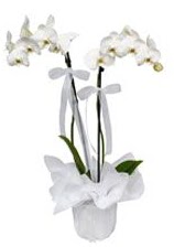 2 dall beyaz orkide  Ktahya internetten iek sat 