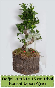 Doal ktkte thal bonsai japon aac  Ktahya uluslararas iek gnderme 