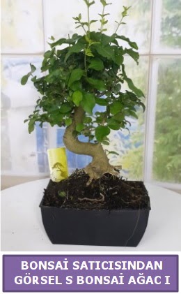 S dal erilii bonsai japon aac  Ktahya anneler gn iek yolla 