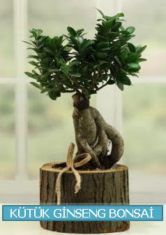 Ktk aa ierisinde ginseng bonsai  Ktahya cicek , cicekci 