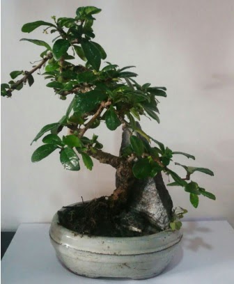 S eklinde ithal bonsai aac  Ktahya cicekciler , cicek siparisi 