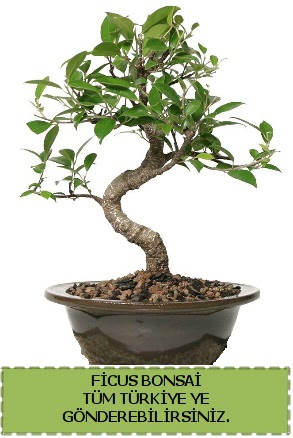 Ficus bonsai  Ktahya cicek , cicekci 