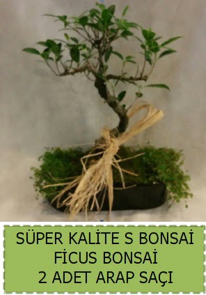 Ficus S Bonsai ve arap saçı  Kütahya 14 şubat sevgililer günü çiçek 