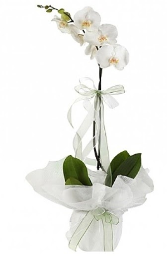 Tekli Beyaz Orkide  Ktahya iek servisi , ieki adresleri 
